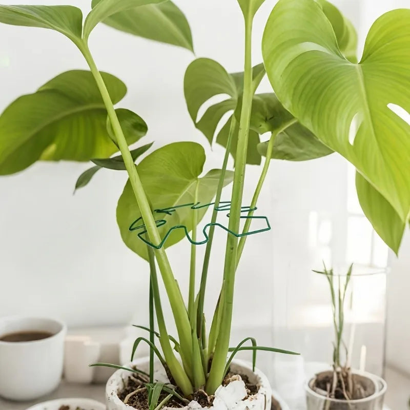 Plant Stem Support - Durable Metal Monstera Stabilizer and Climbing Plant Trainer for Garden Growth