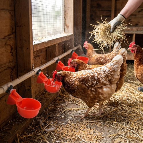 2/10cs Chicken Drinking Bowl Poultry Automatic Water Dispenser Pigeon Automatic Water Dispenser Small Chick Feeding Bowl in use